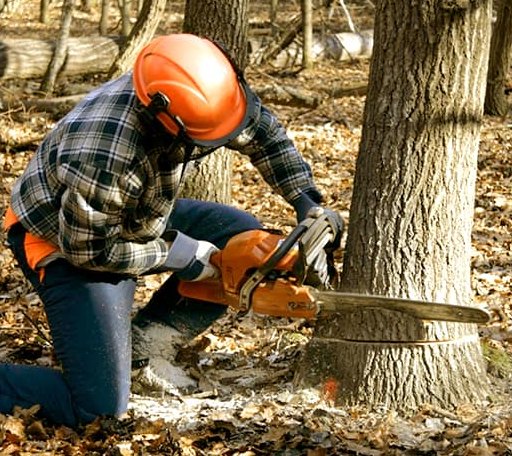 Tree Removal in Saxapahaw, NC